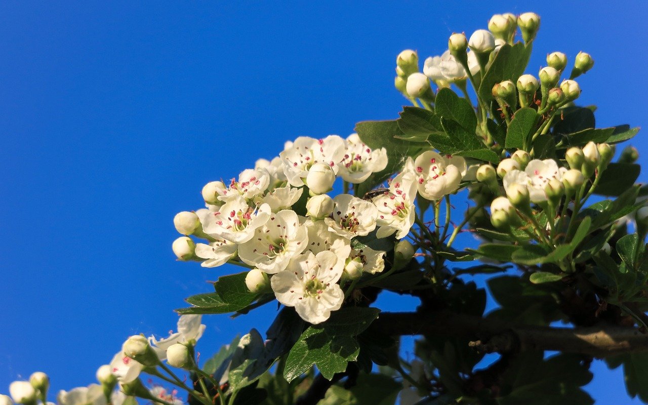 Parijat Tree “Night-flowering Jasmine” or “Harsingar” and how to care?