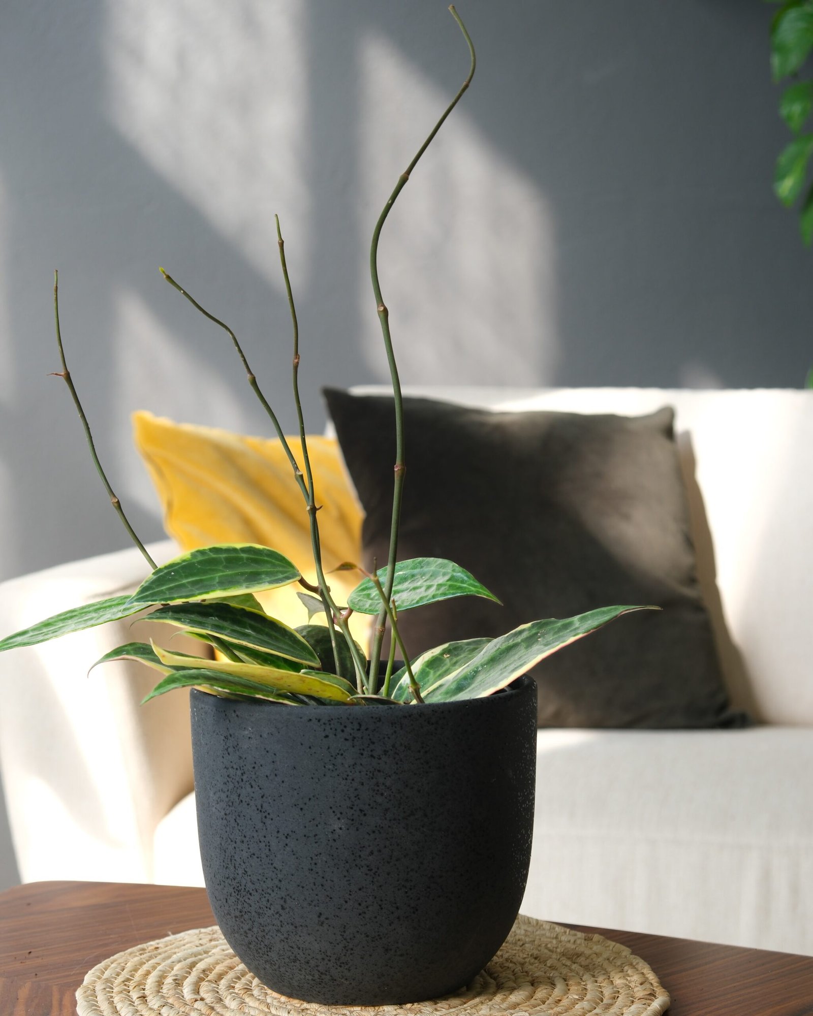 Caring for the Philodendron Martianum Plant: A Comprehensive Guide