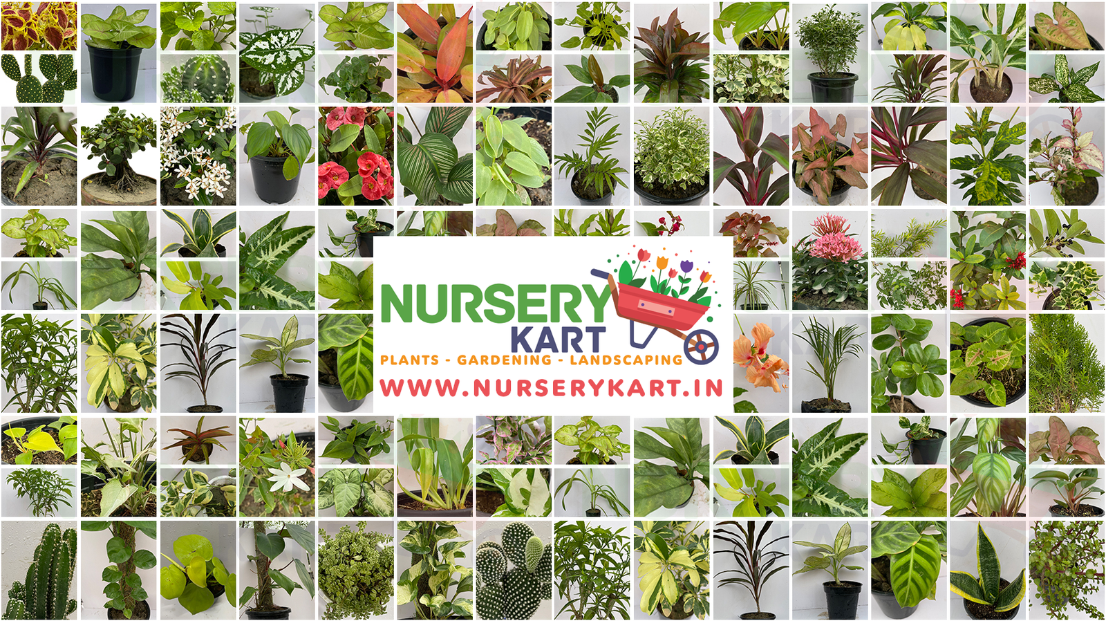 Buy Gardening Plants Online in India with Nursery Kart
