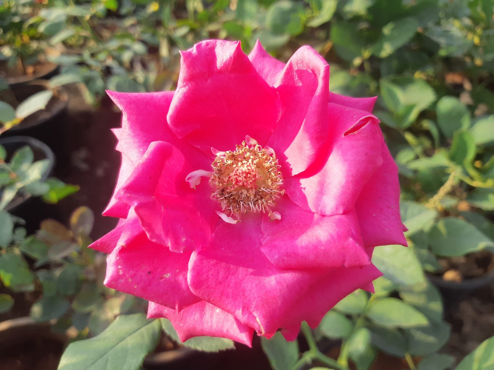 The Beauty and Benefits of Rose Plants: A Guide to Buying and Caring for Roses