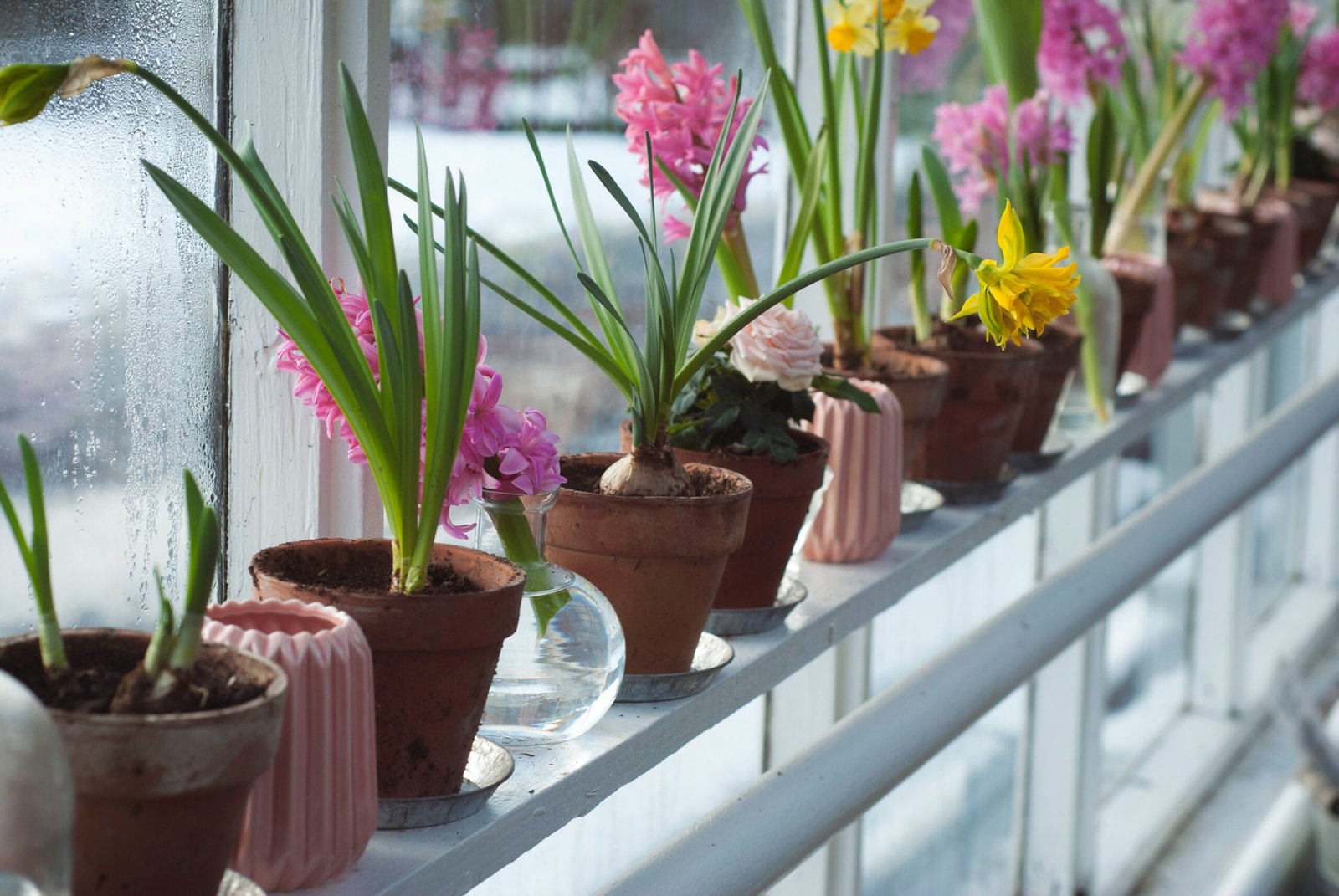 Winter Indoor Plants: A Guide to Greening up Your Home