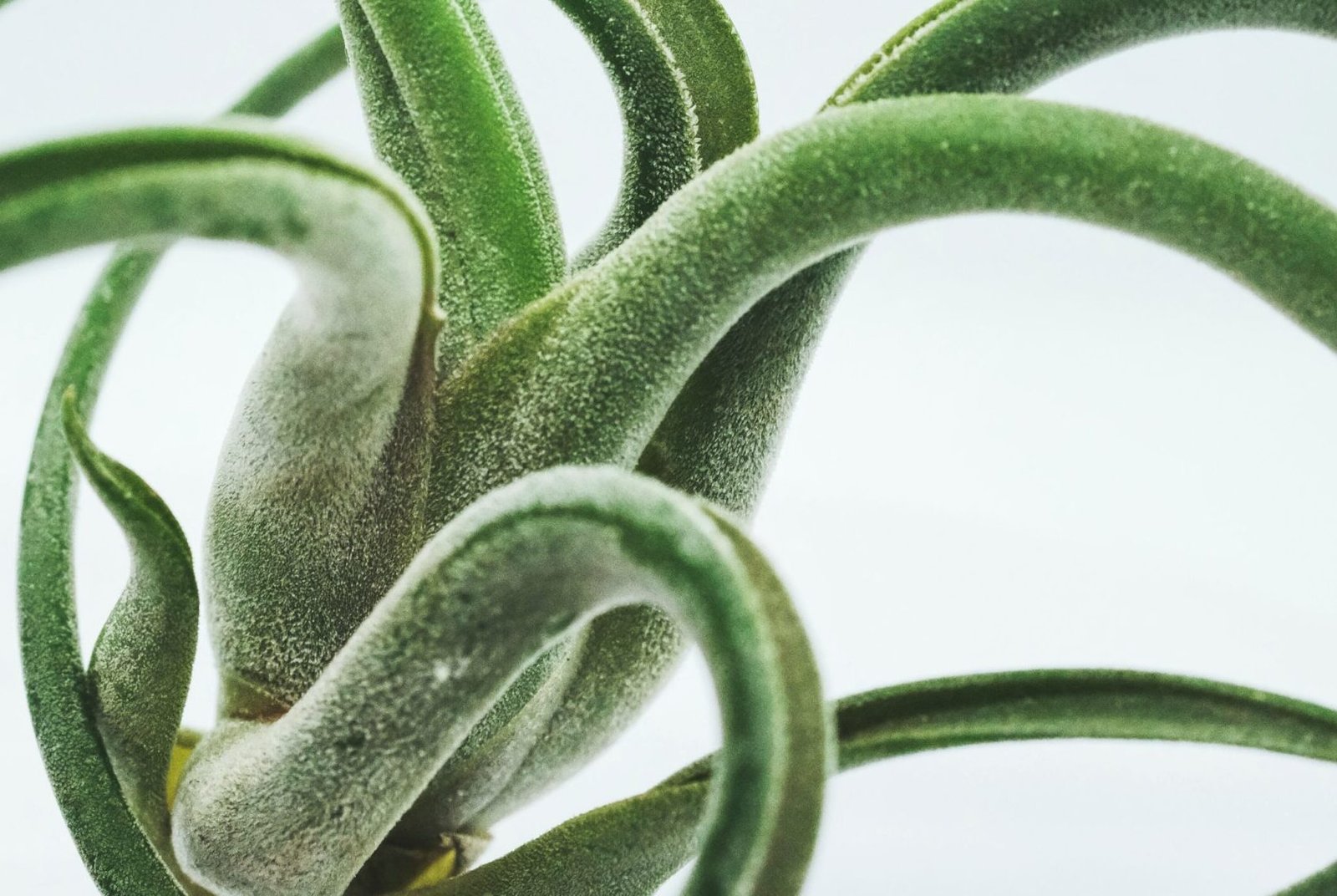 The Fascinating World of Air Plants: A Guide to Their Care and Beauty