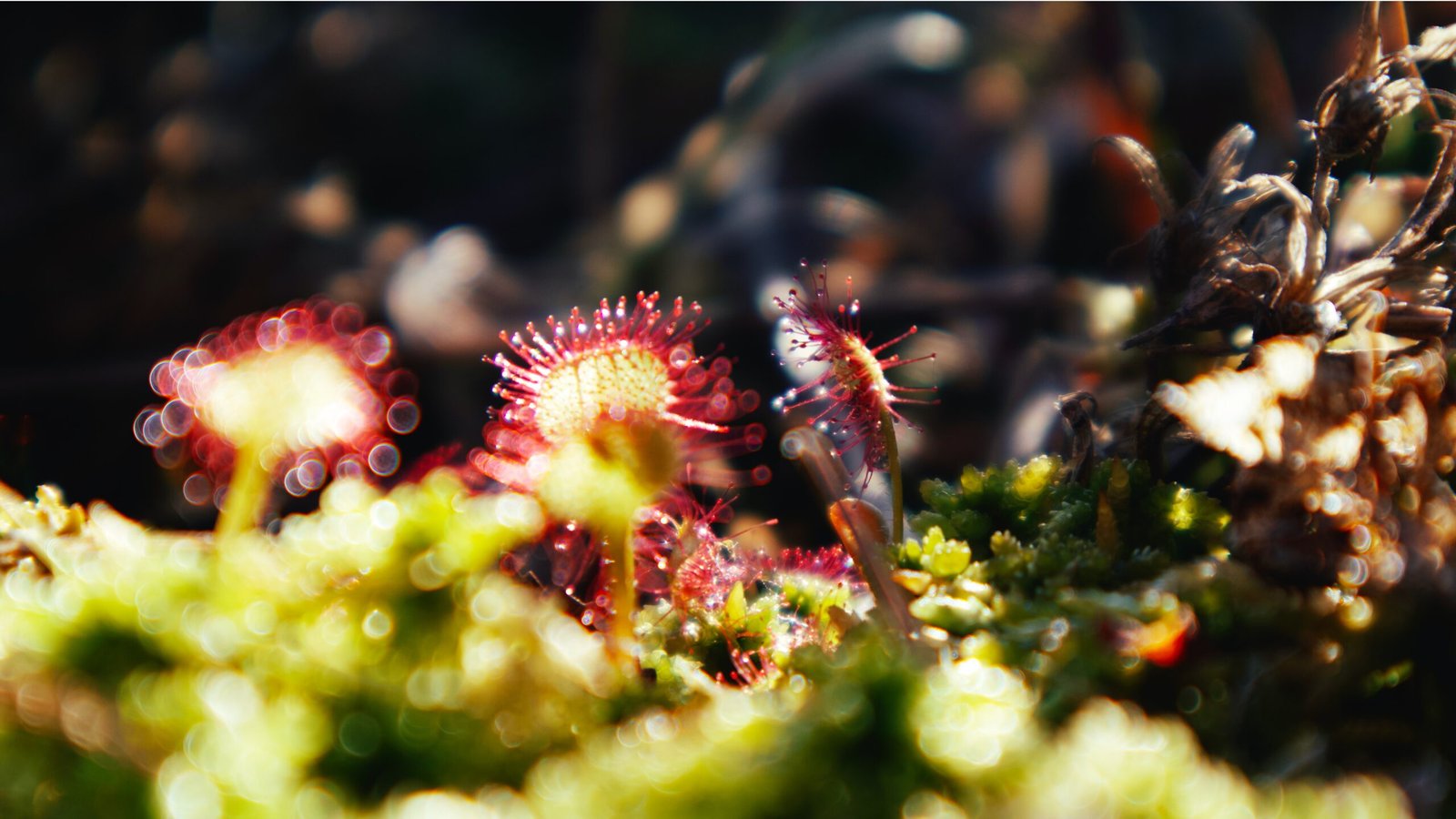 Exploring the Fascinating World of Insectivorous Plants