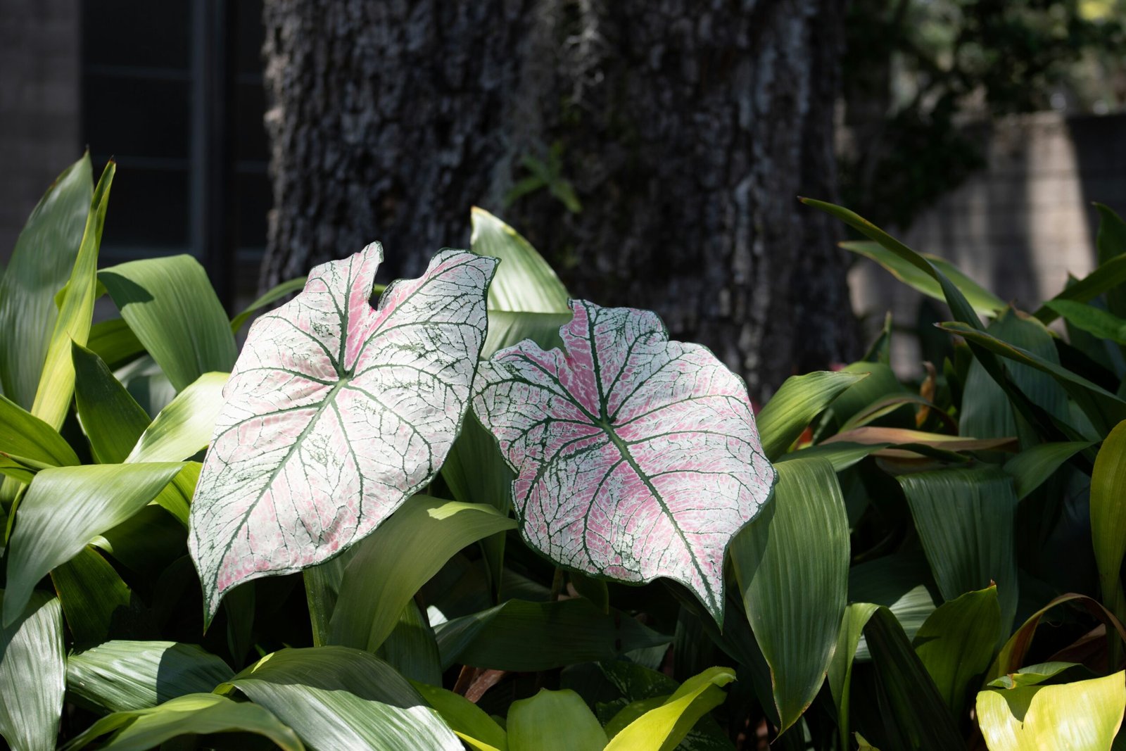 Syngonium Red Veins Plant: A Stunning Addition to Your Indoor Garden