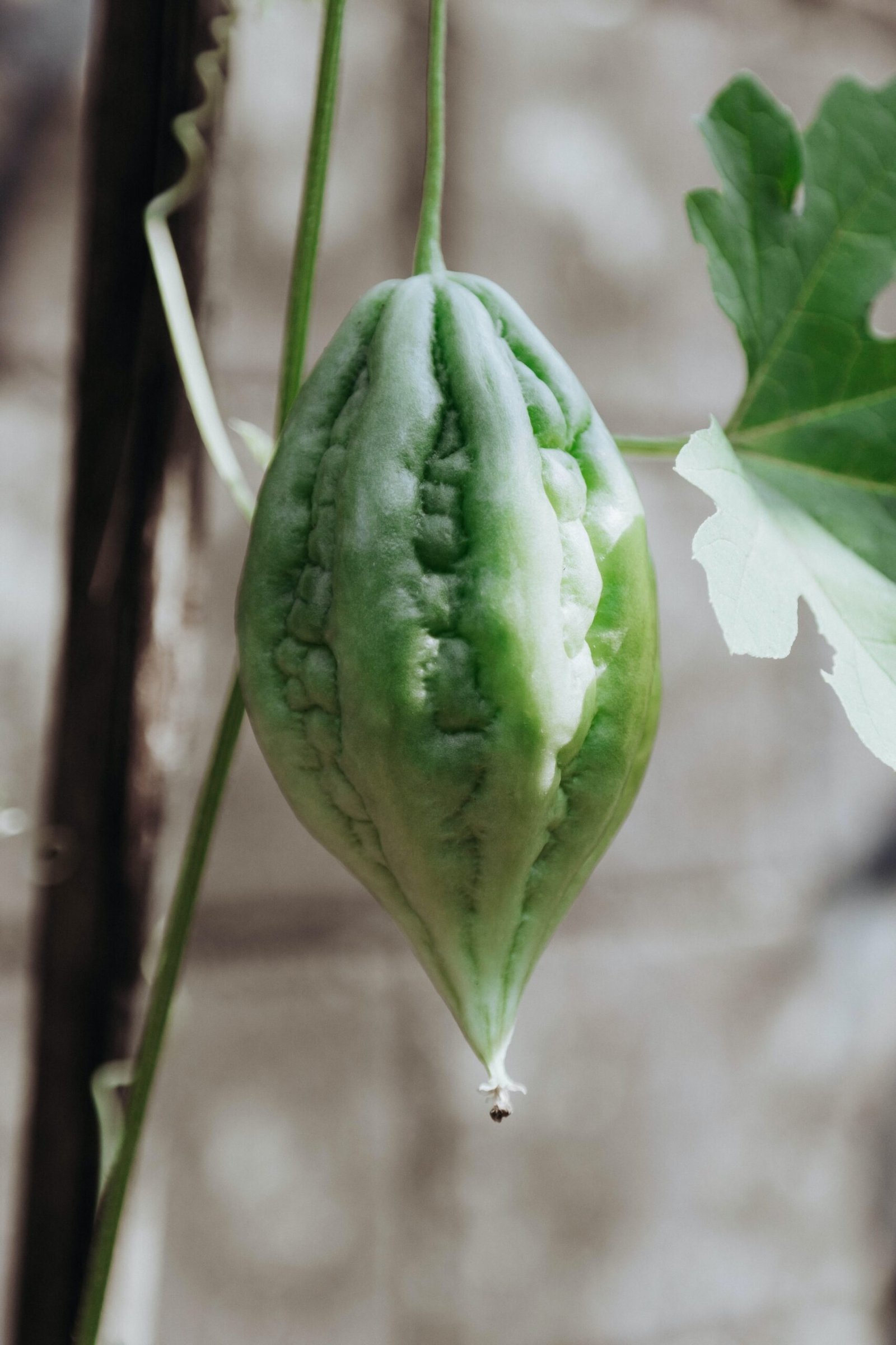 Exploring the Benefits of Bitter Gourd Long Seeds