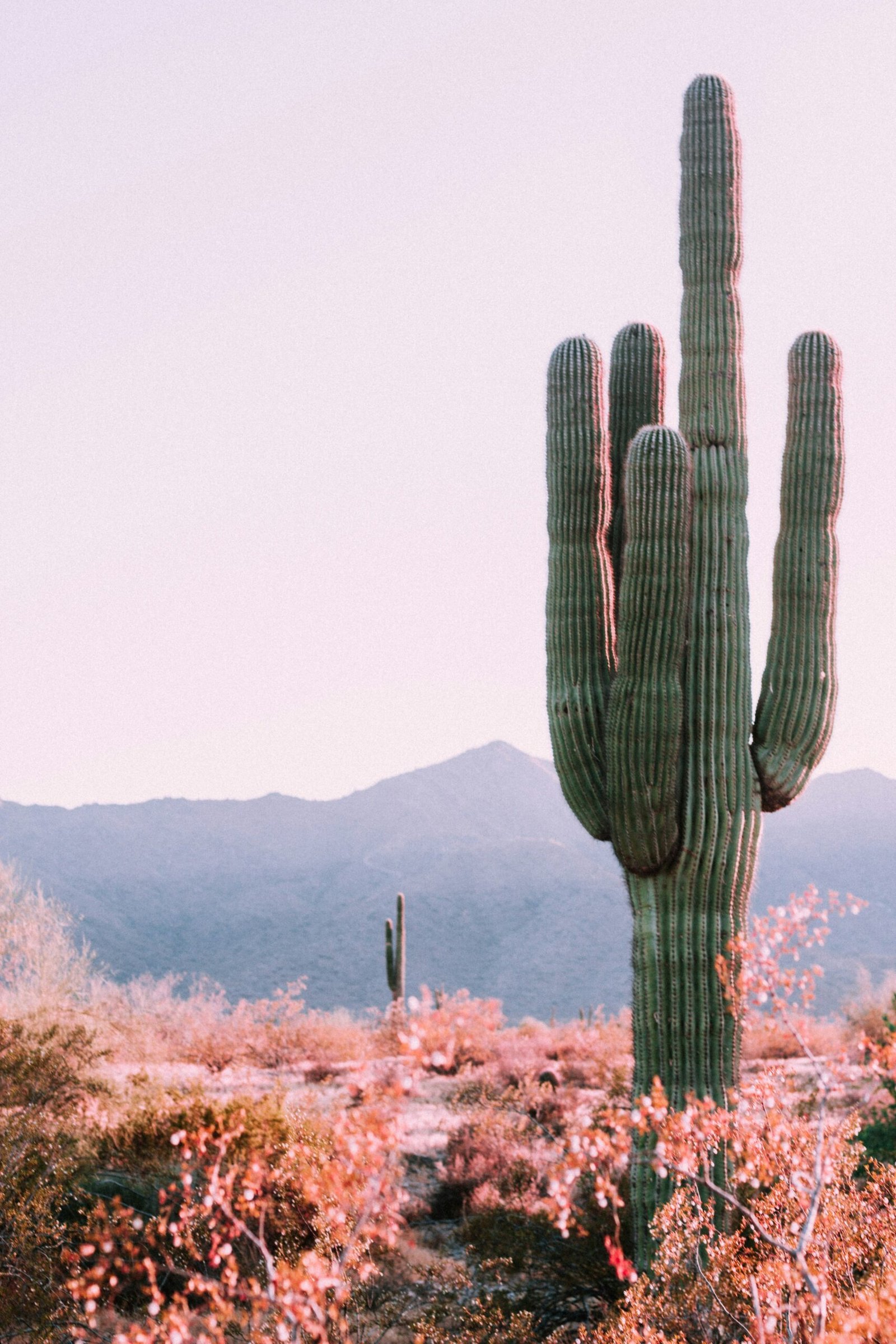 Desert Plants: A Guide to Their Beauty and Resilience