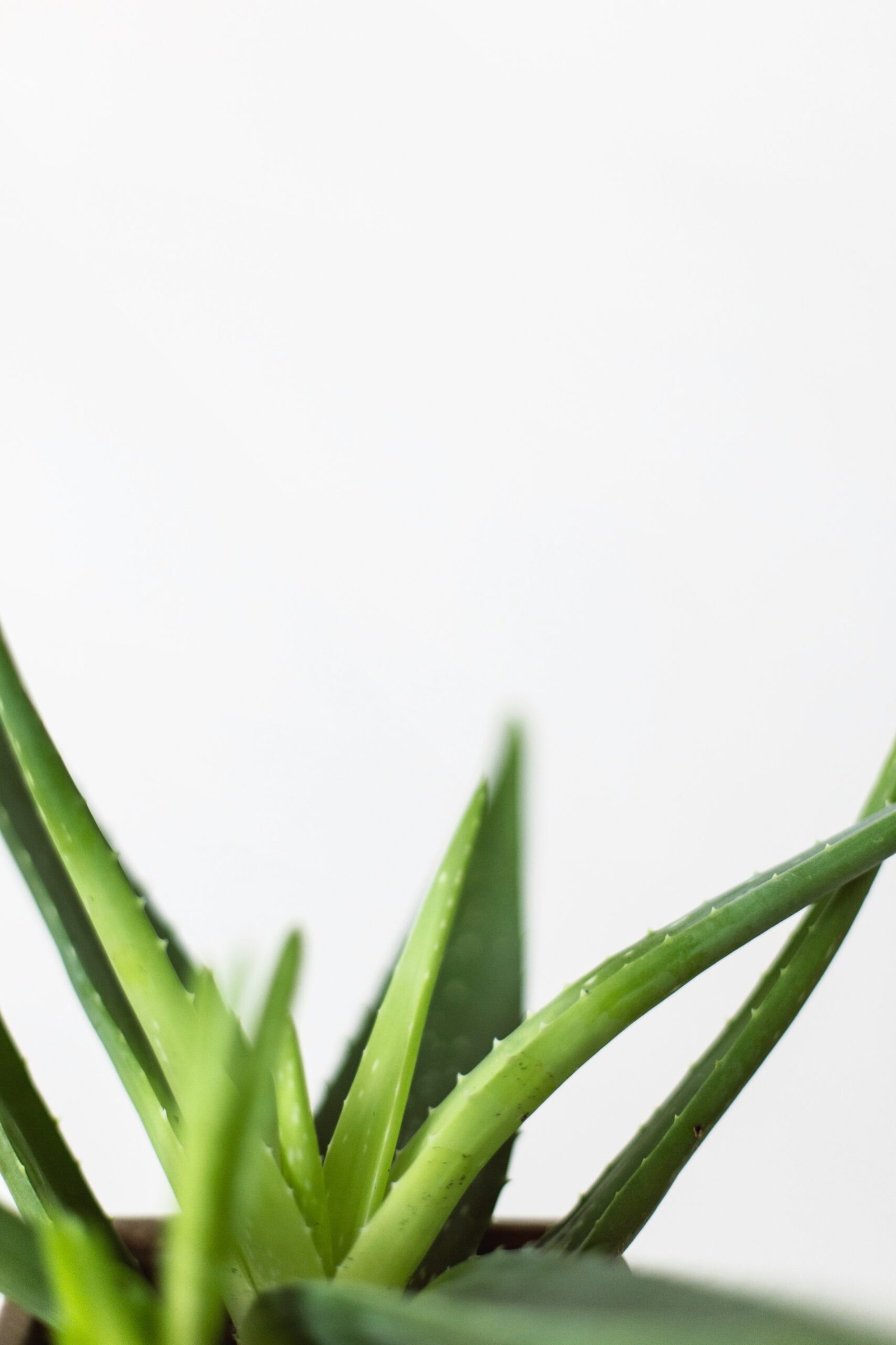 Can Aloe Plants Thrive Outdoors? Exploring the Benefits and Considerations