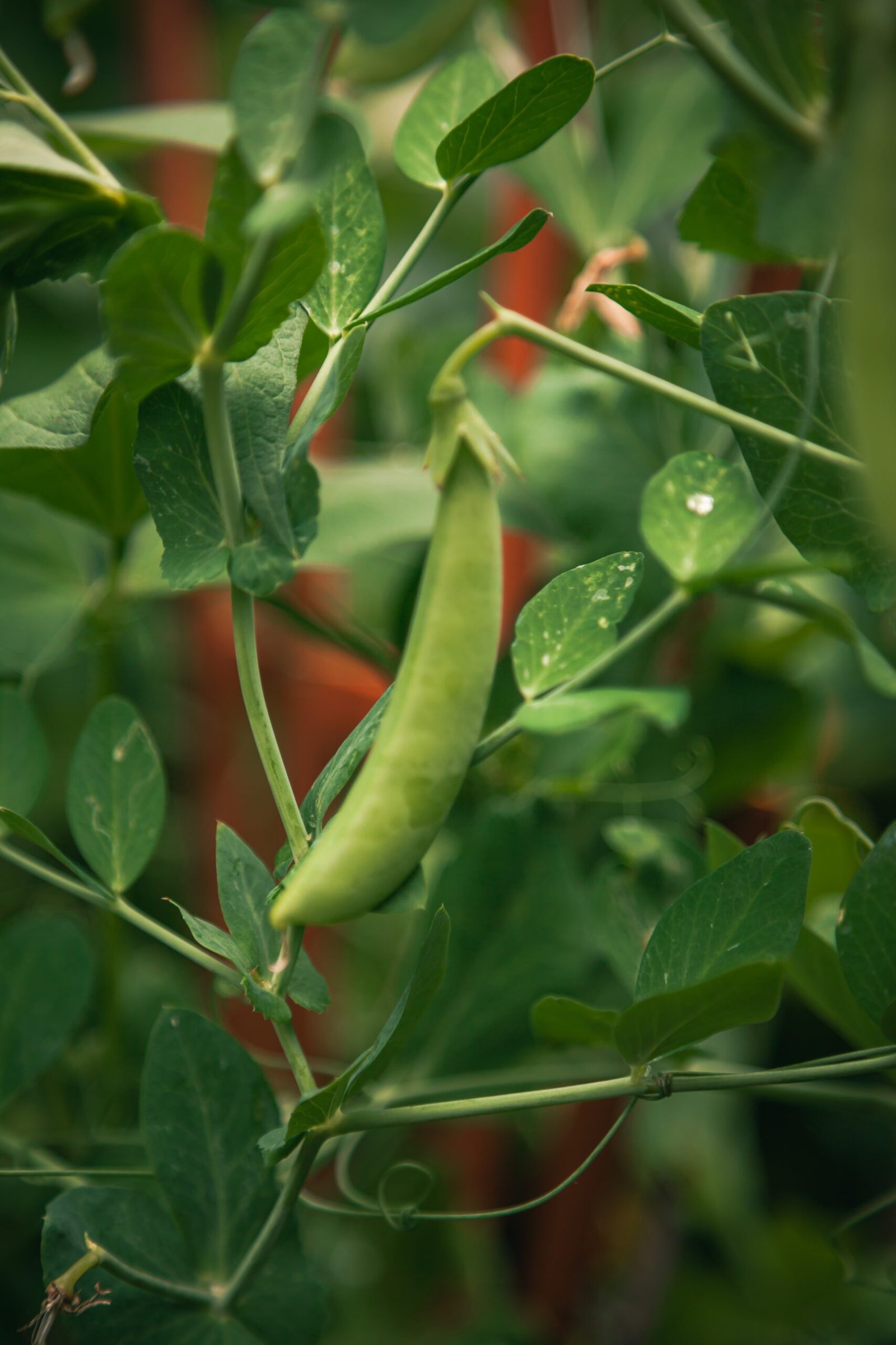 The Green Peas Seeds: A Nutritional Powerhouse for Your Garden