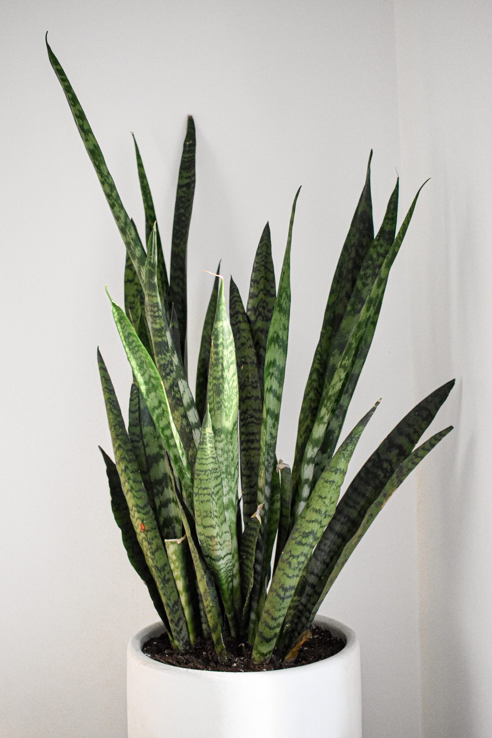 Snake Plant (Sansevieria) – Yellow Variegation: An Exquisite Addition to Your Indoor Garden
