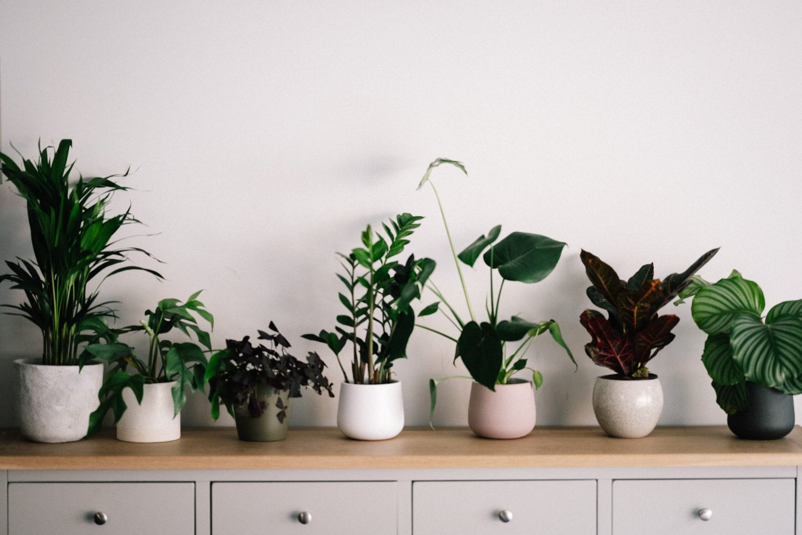The Beauty and Benefits of Indoor Plants