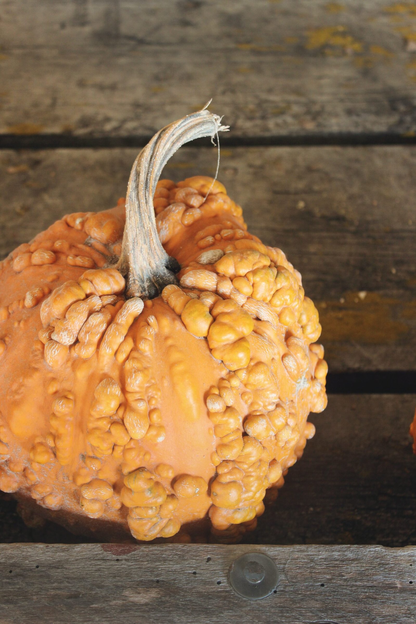 The Hidden Benefits of Round Gourd Seeds: A Nutritional Powerhouse