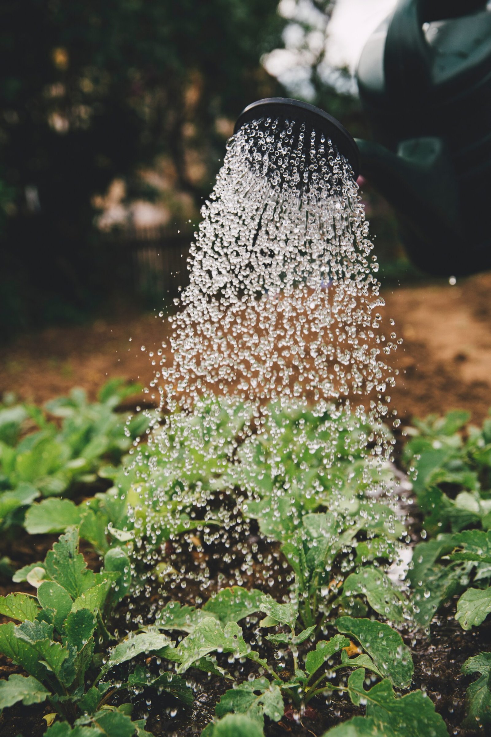 The Best Time to Water Plants for Optimal Growth