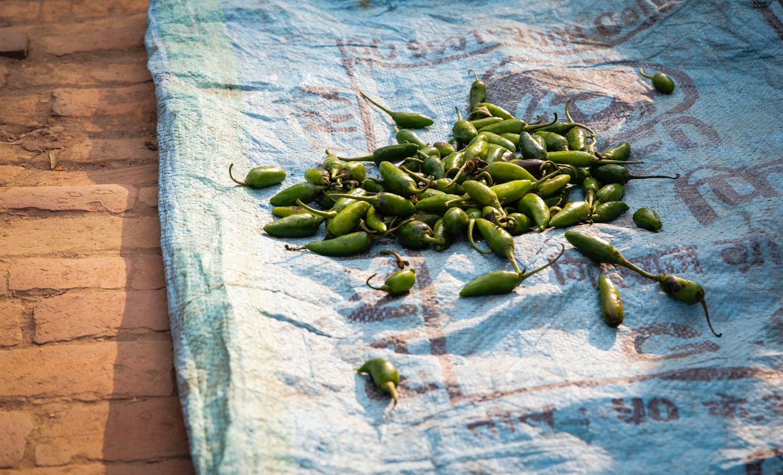 The Ultimate Guide to Green Chilli Seeds: Growing Tips and Where to Buy Online