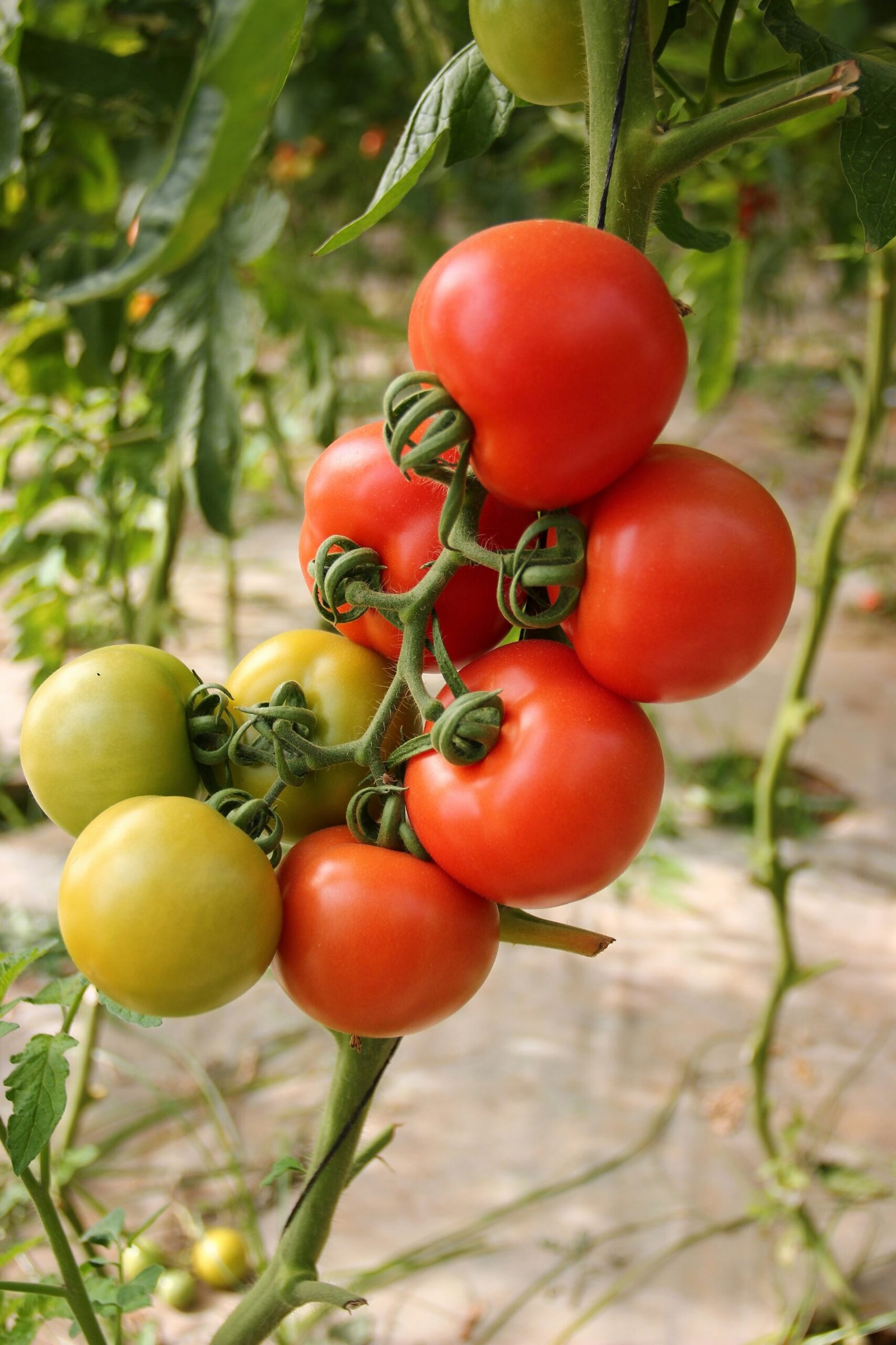 Can You Prune Tomato Plants? A Guide to Proper Tomato Plant Pruning