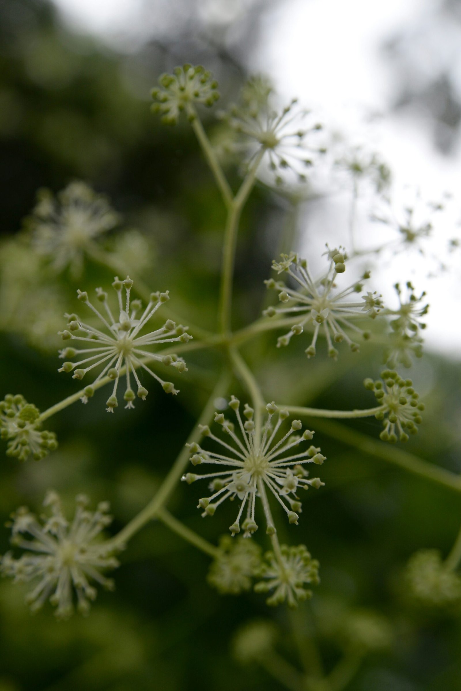 Aralia White Plant: A Stunning Addition to Your Indoor Garden