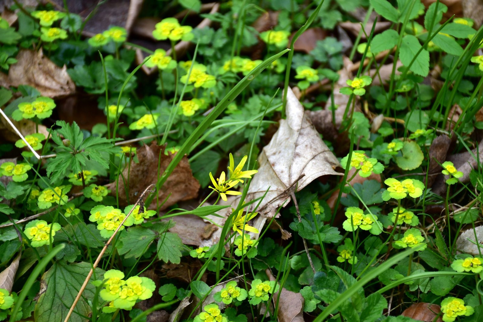 Best Soil Mixtures for Winter Gardening Success