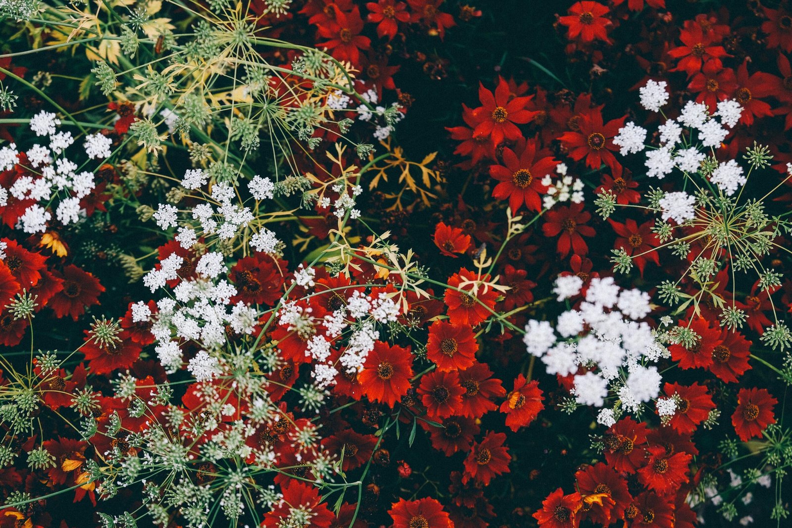 The Best Plants for Christmas: Bringing Festive Cheer to Your Home