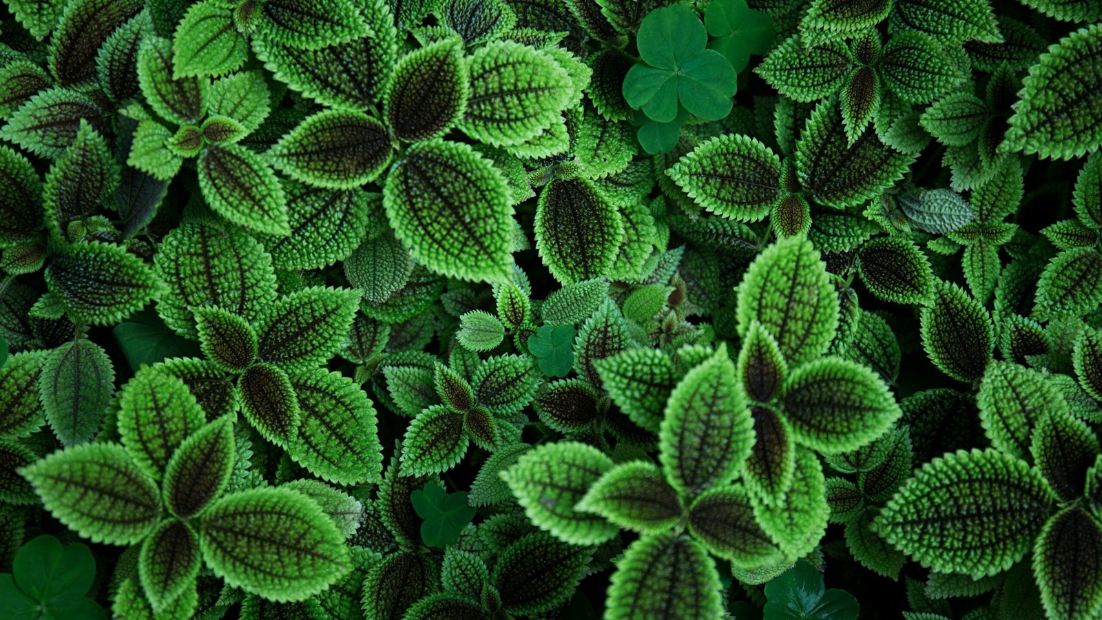 close up photo of green leafed plant