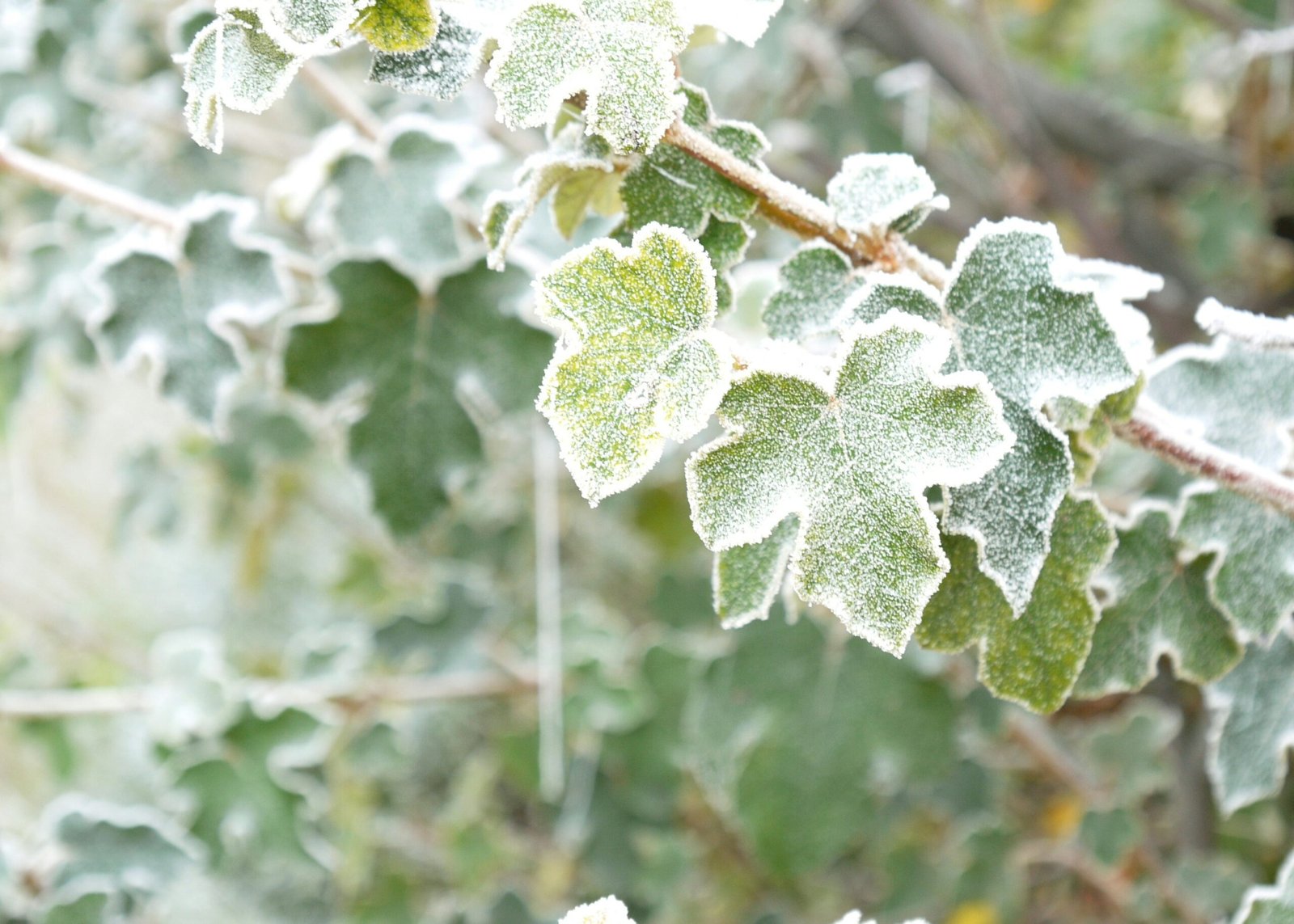 Winter Plants That Bring Good Luck: Nature’s Blessings for the Season