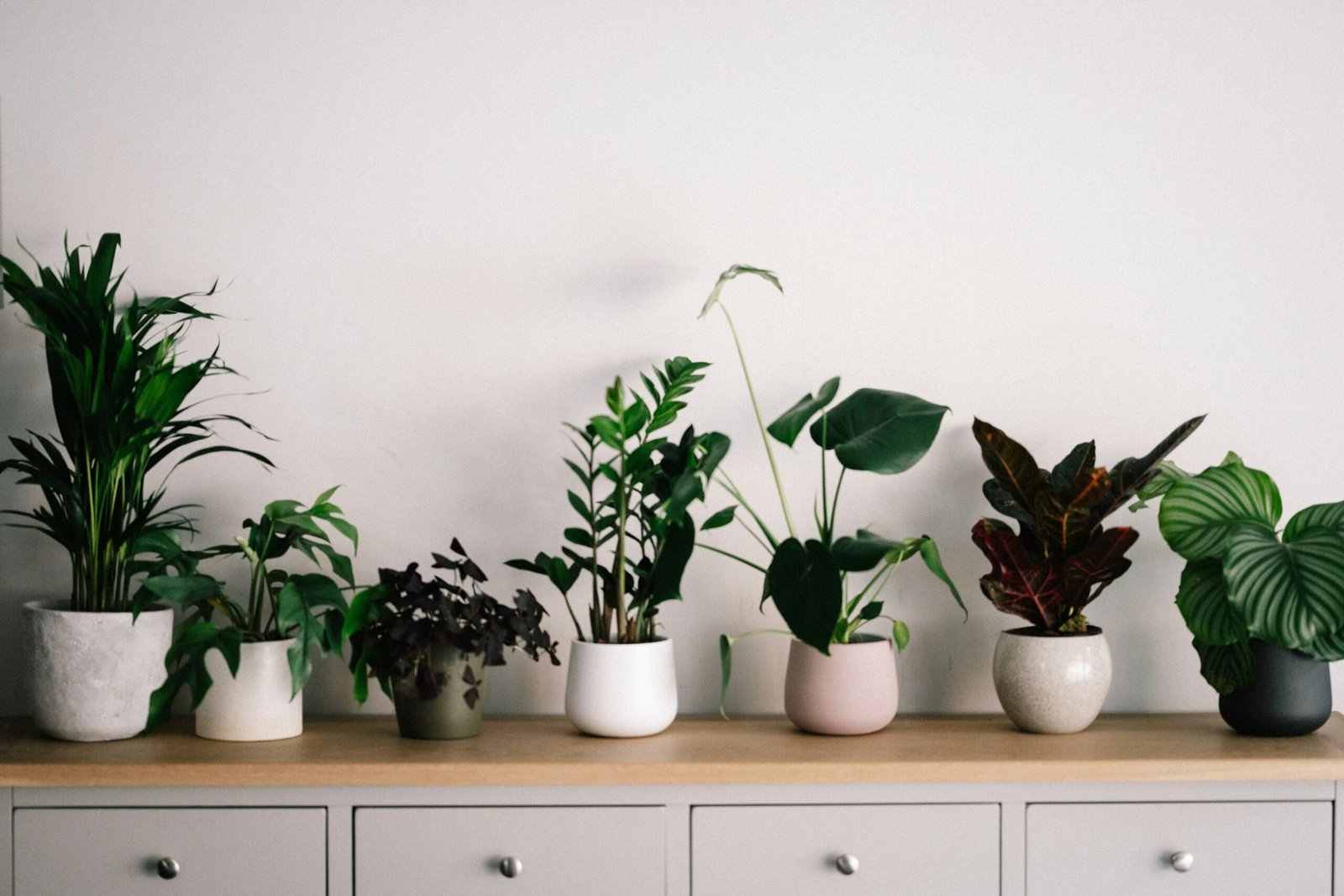 Best Indoor Plants That Survive Cold Weather