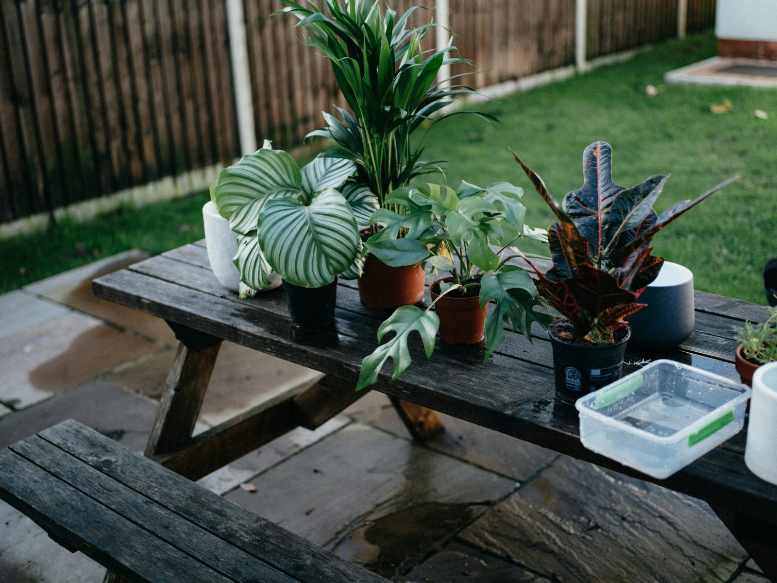 Essential Winter Plant Care Tips for Thriving Indoor and Outdoor Gardens