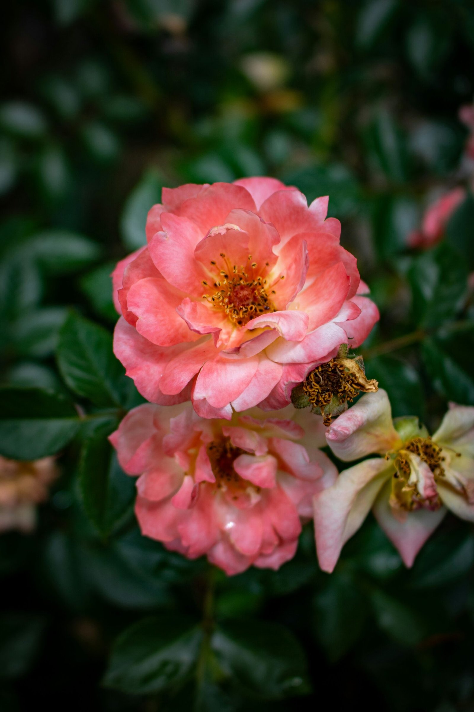 A couple of pink flowers sitting on top of a green bush