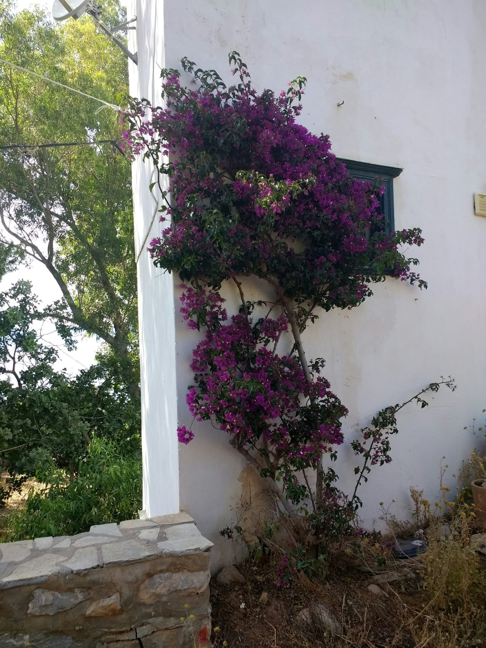 How to Grow Climbing Flowers to Enhance Your Home’s Exterior