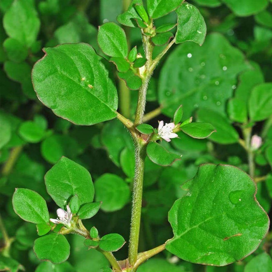 The Incredible Punarnava Plant: A Comprehensive Guide to Boerhavia Diffusa