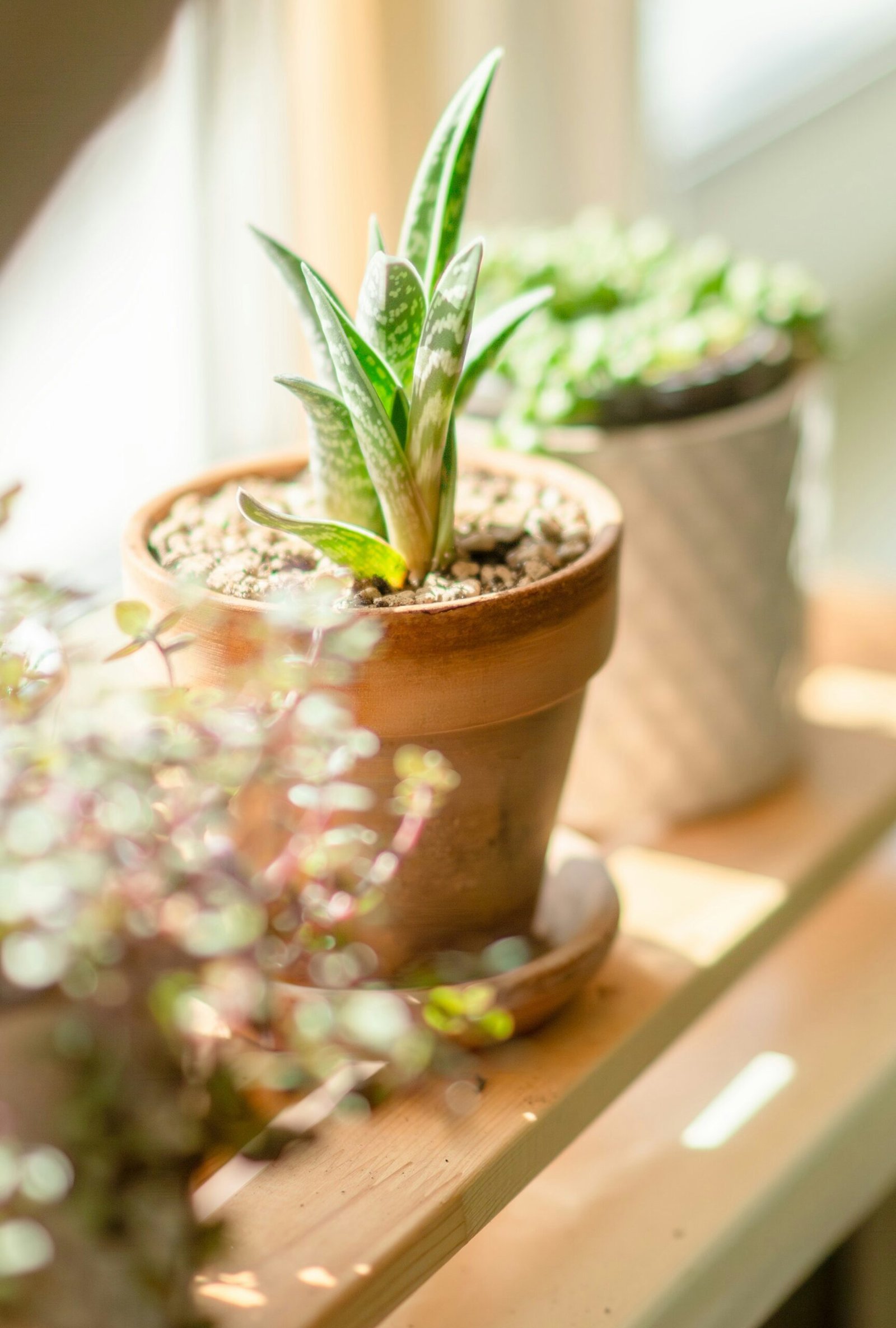 Three potted plants sitting on top of a wooden table