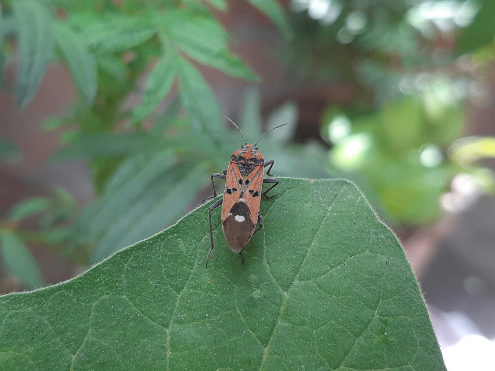 Top 10 Beneficial Insects for Pest Control in Your Garden