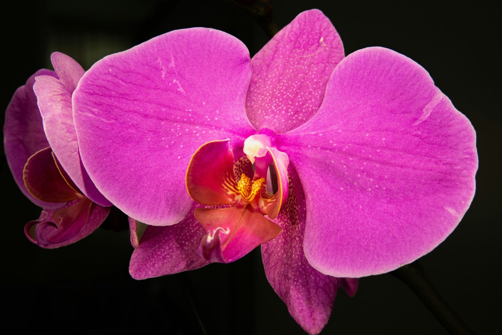 The Ultimate Guide to Growing and Caring for Exotic Orchid Plants