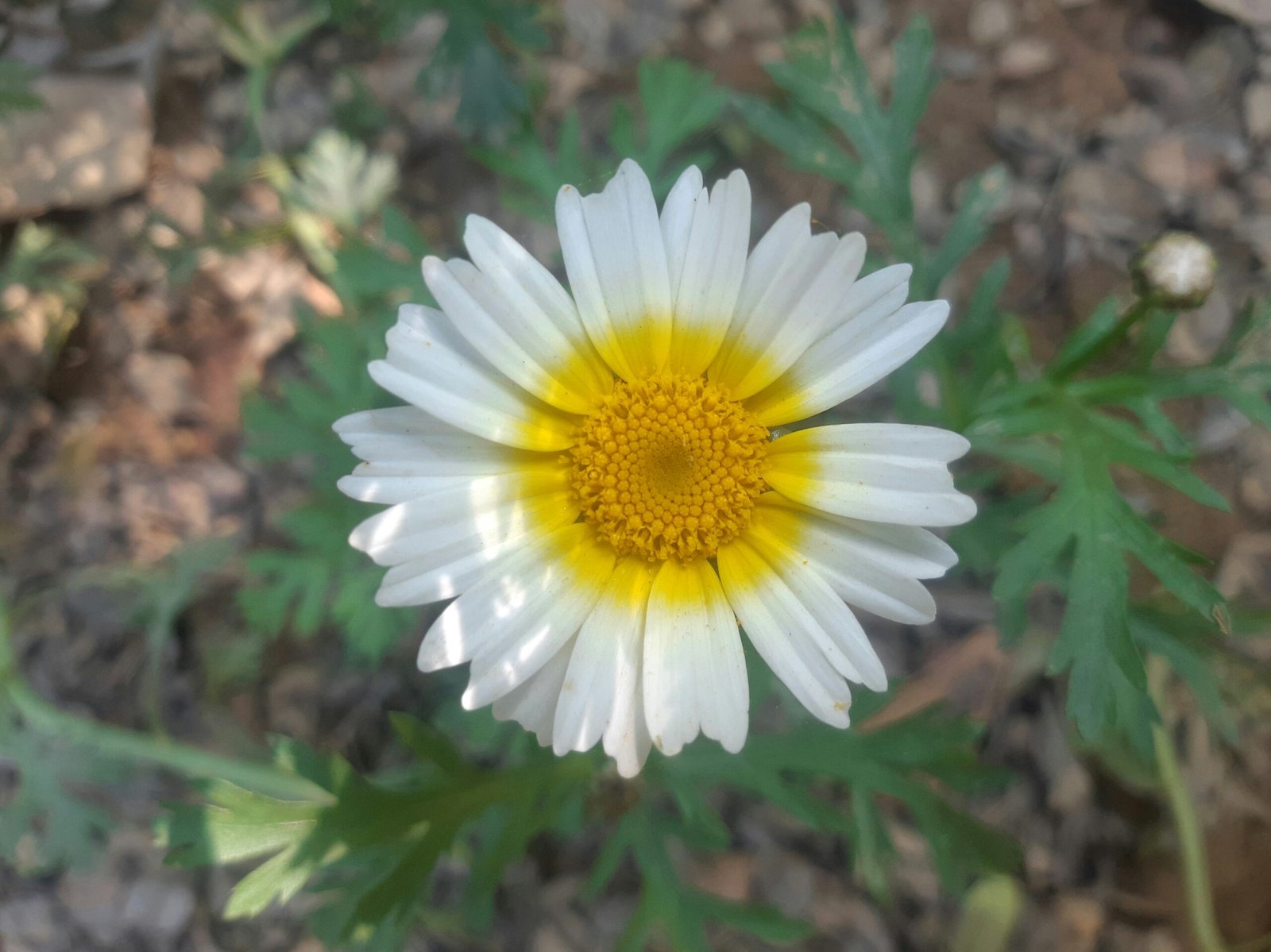 The Best Drought-Tolerant Landscaping Ideas for Dry Areas