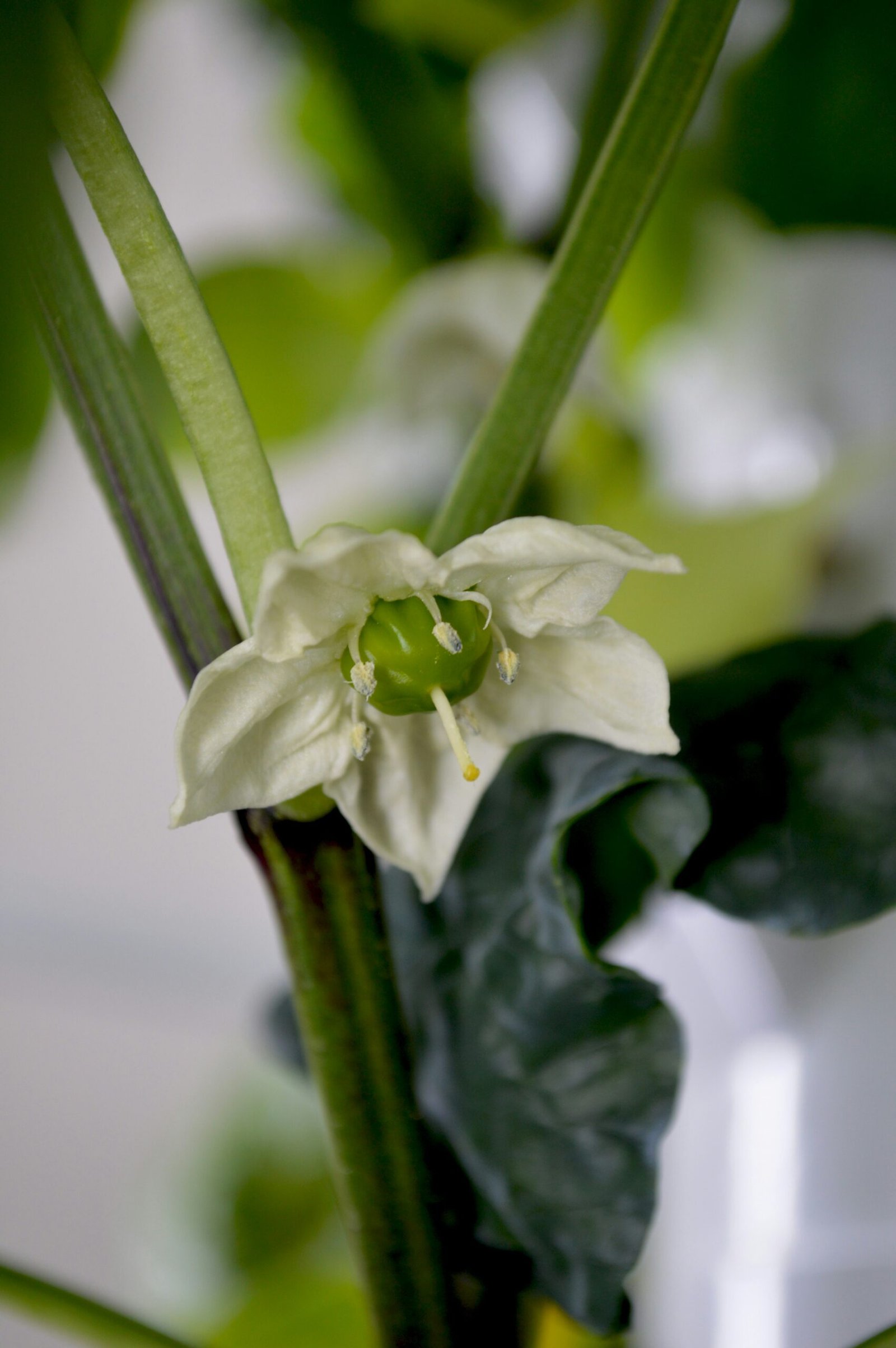 Understanding Aeroponics: The Future of Soil-Free Gardening