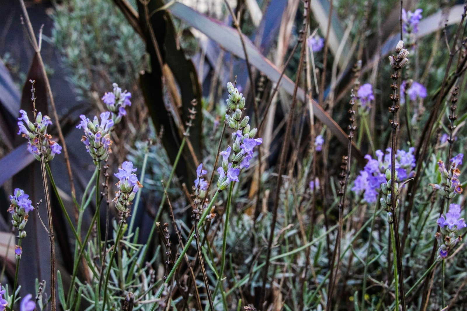 The Best Fragrant Flowers for Your Home and Garden