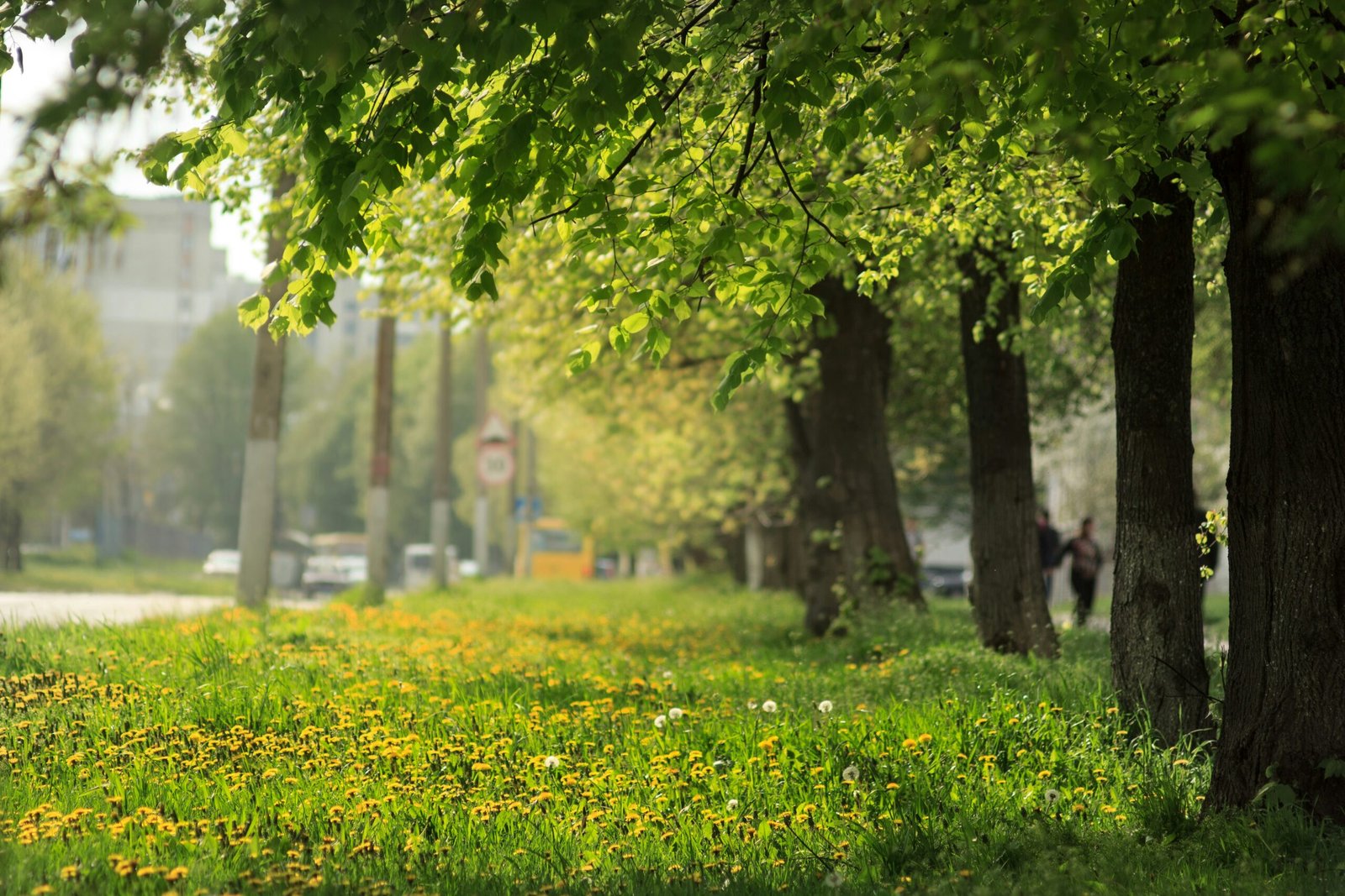 How to Maintain a Beautiful Flowering Lawn: A Comprehensive Guide