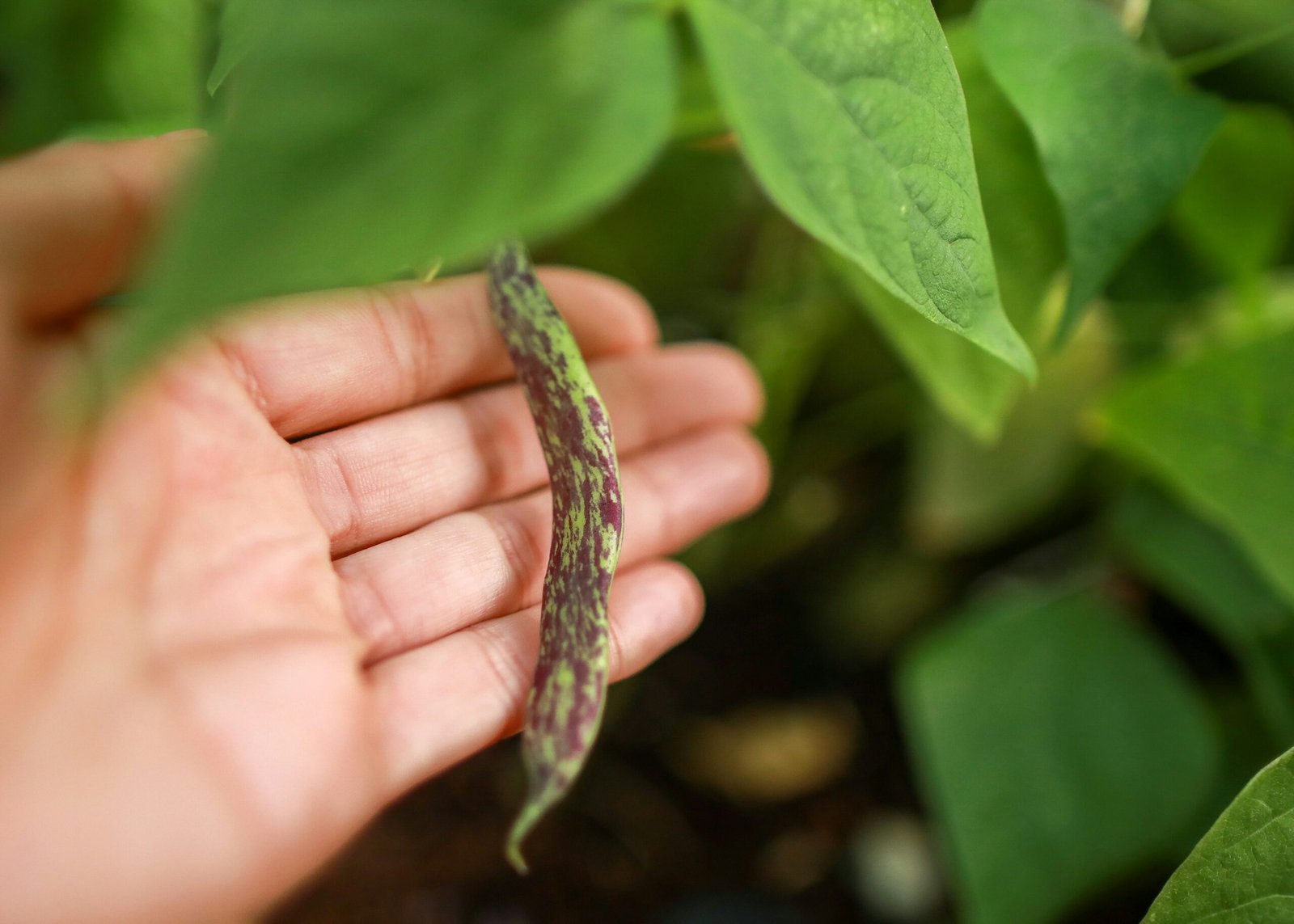 Growing Green: A Comprehensive Guide to Starting Your Organic Garden