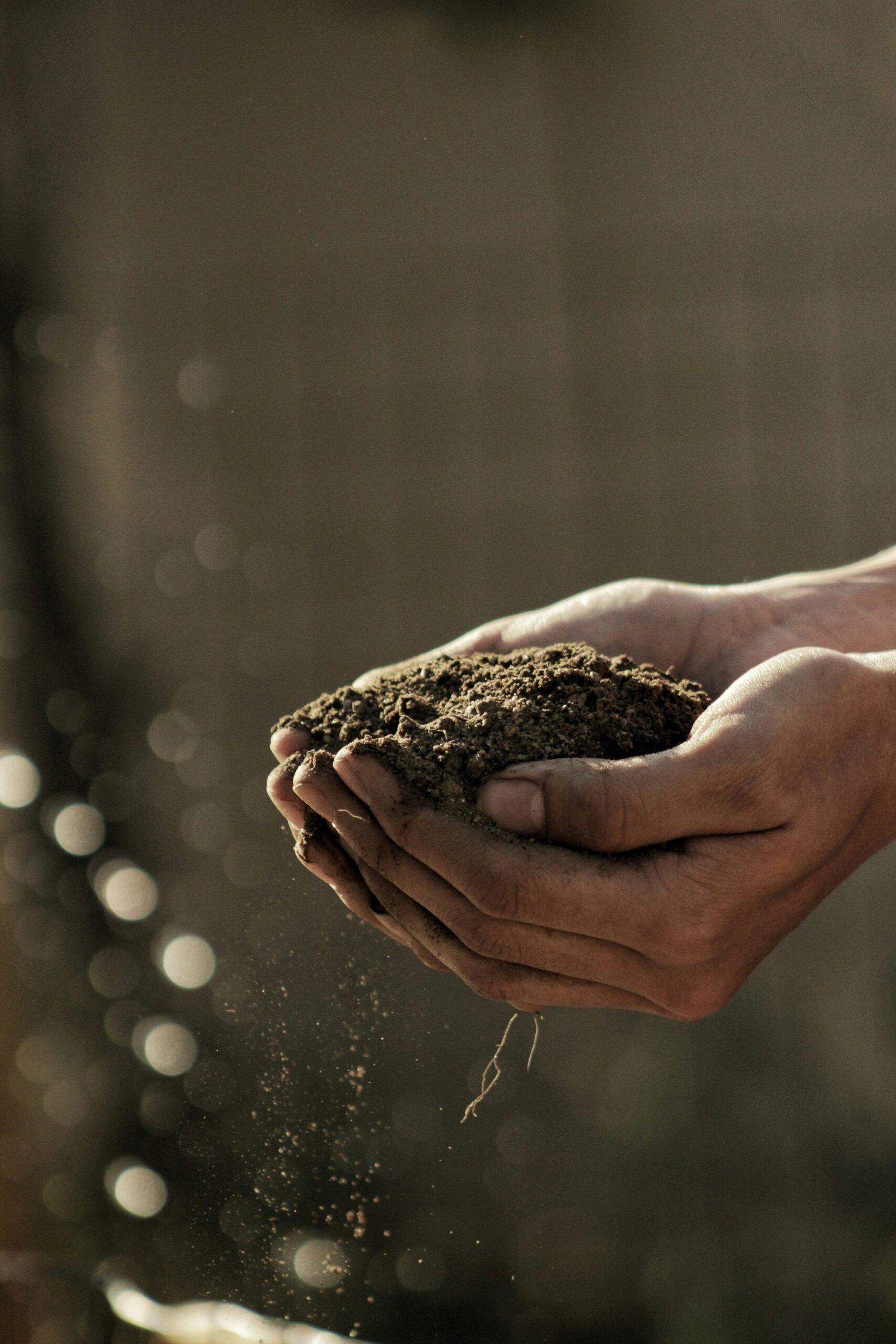 The Best Soil Amendments to Enhance Plant Health