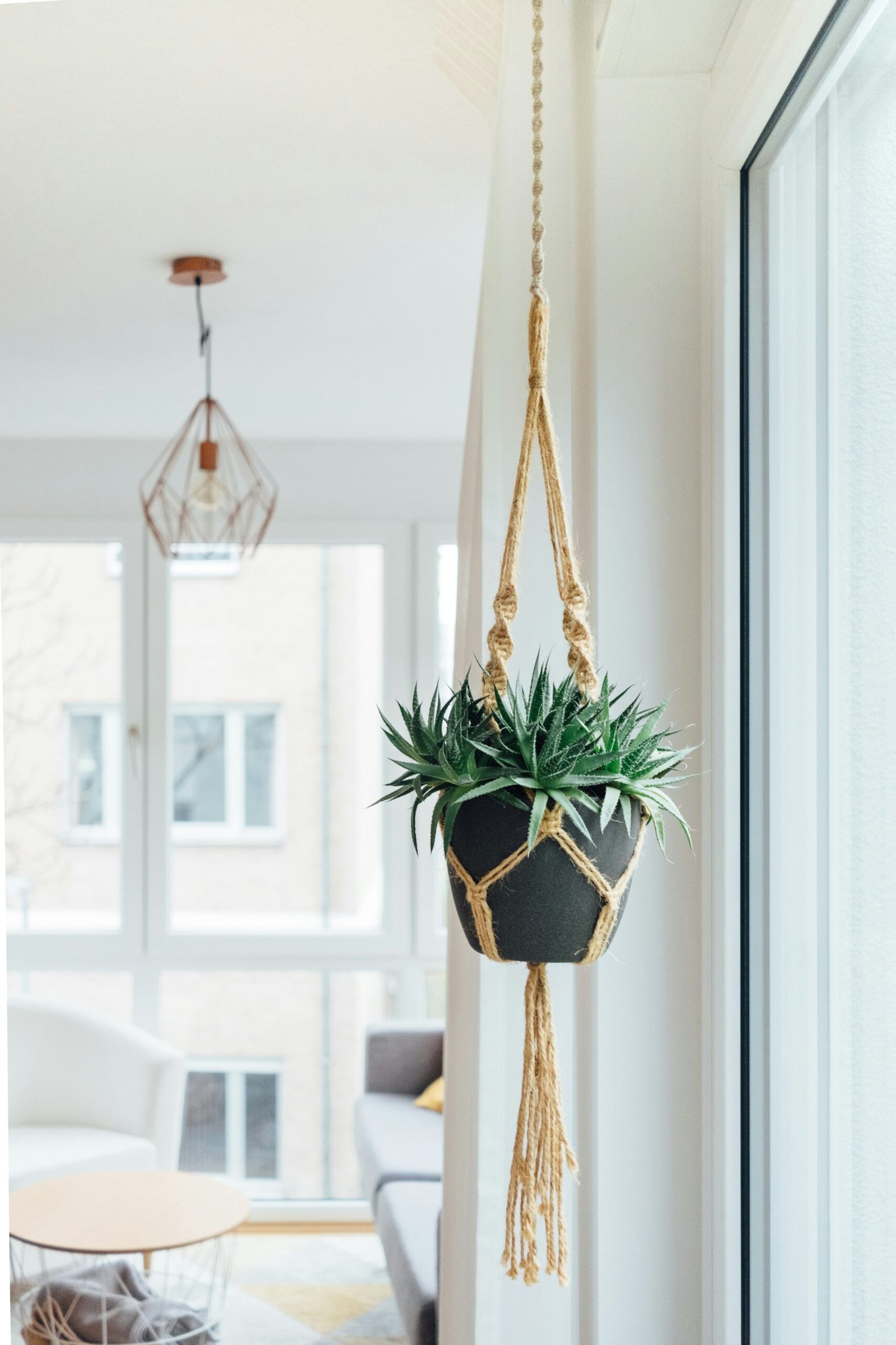 Top Hanging Plants to Beautify Your Home