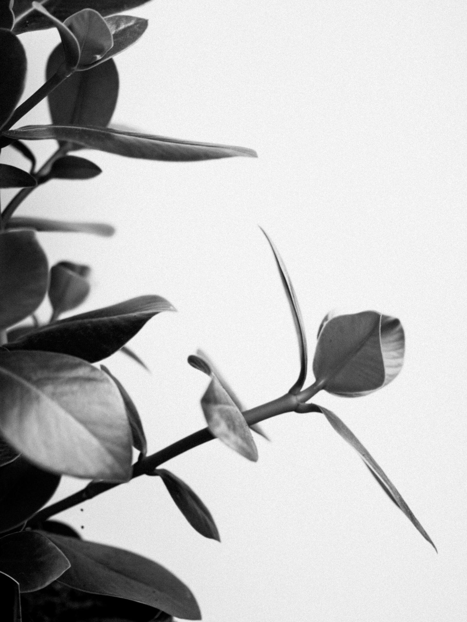 green leaves in white background