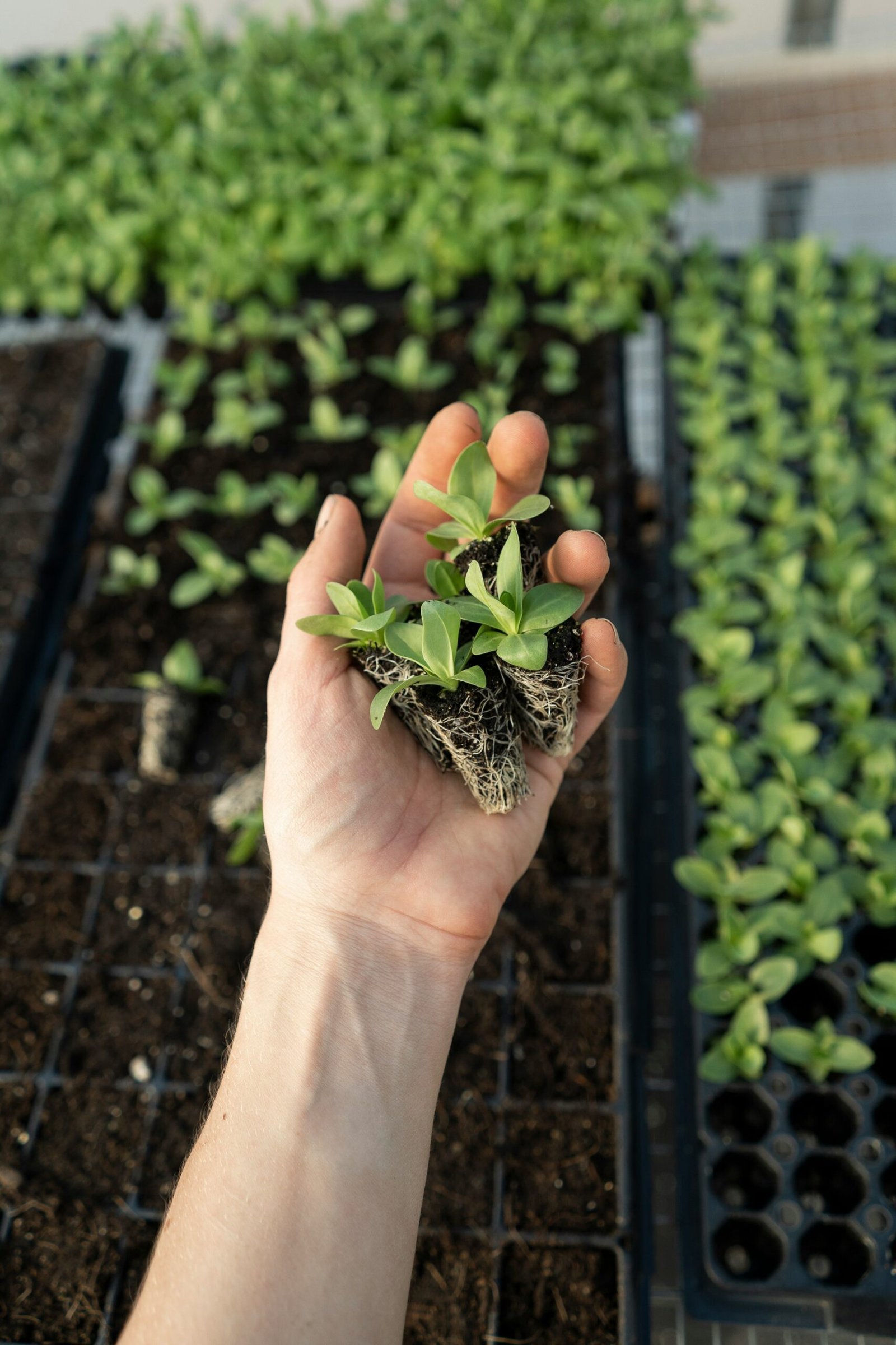 How to Build a Small Greenhouse for Year-Round Gardening