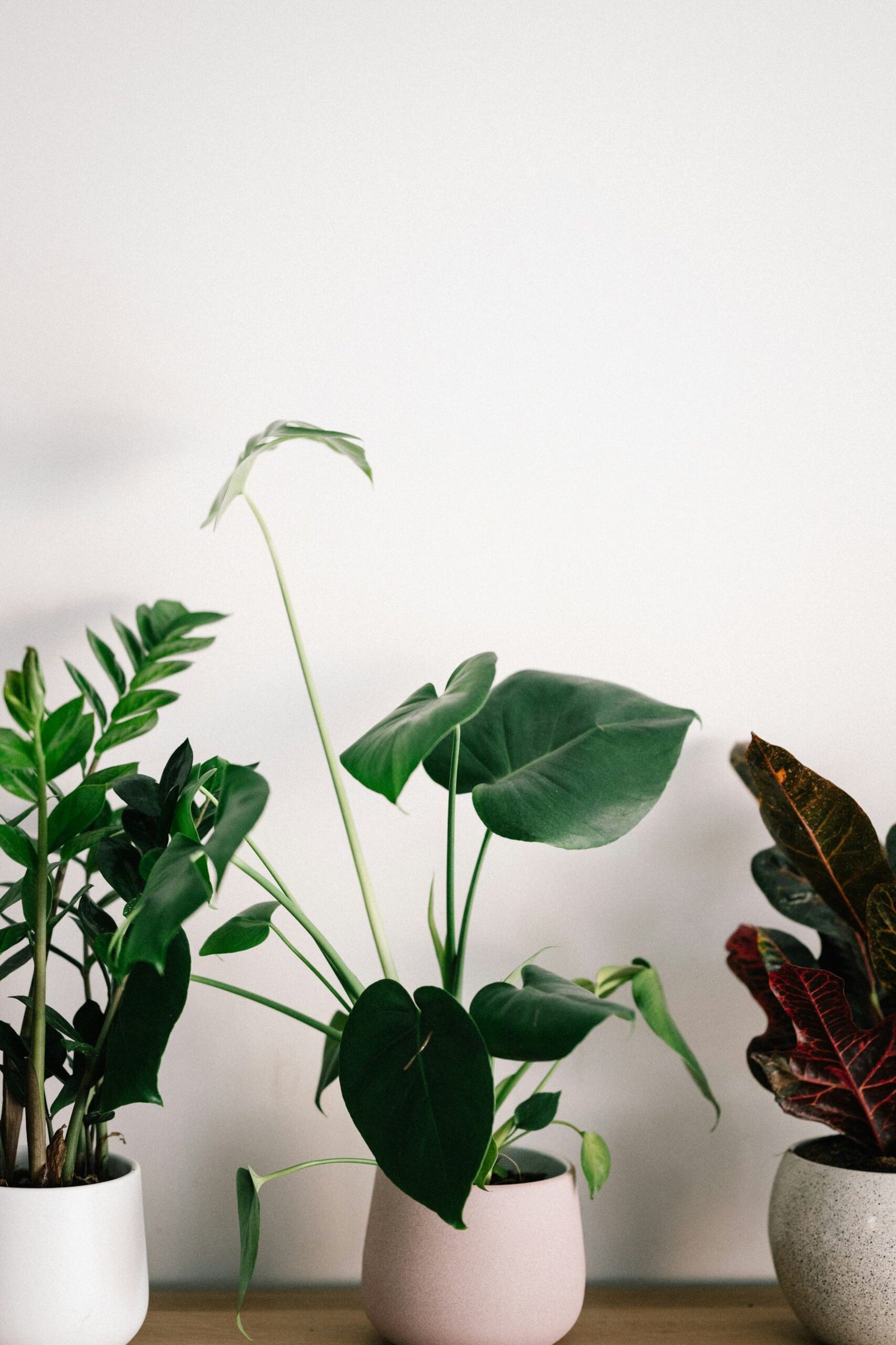 Common Houseplant Myths You Should Stop Believing