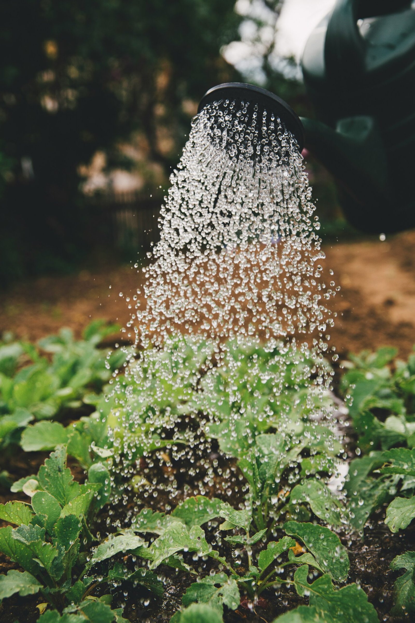 Creating Your Own Small Pond or Water Garden at Home