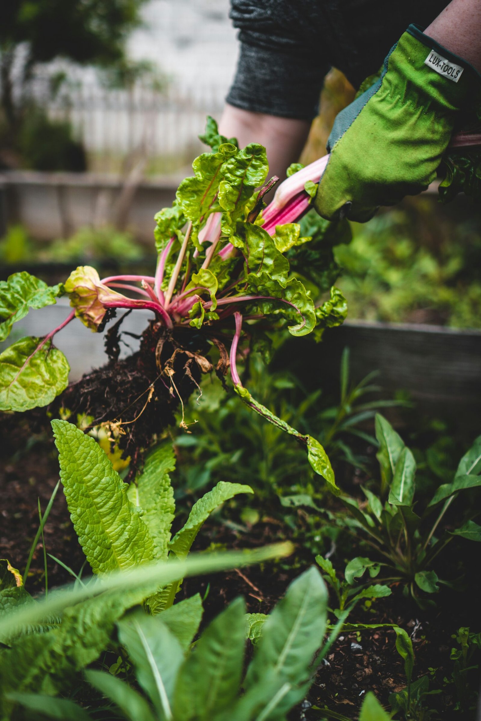 Best Practices for Rainwater Harvesting in Gardening