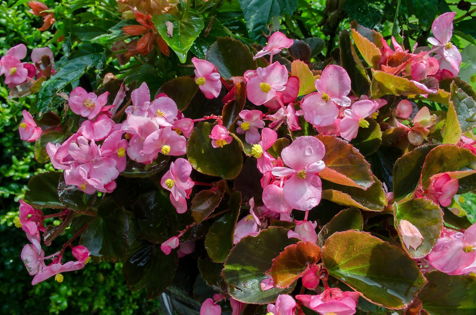 pink flowers with green leaves