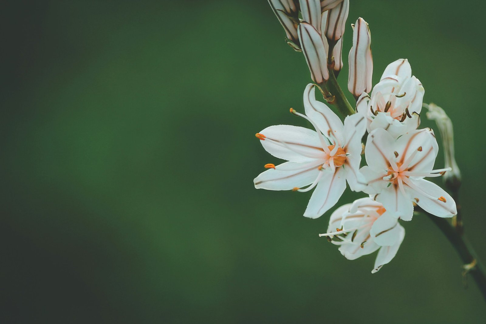 Top Drought-Resistant Flowers for Hot Climates: A Guide to Thriving in the Heat