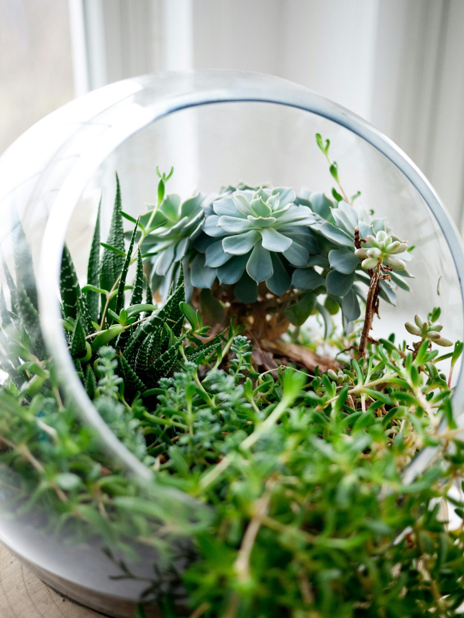 Creating a Mini Indoor Terrarium: A Guide to Stylish Home Decor