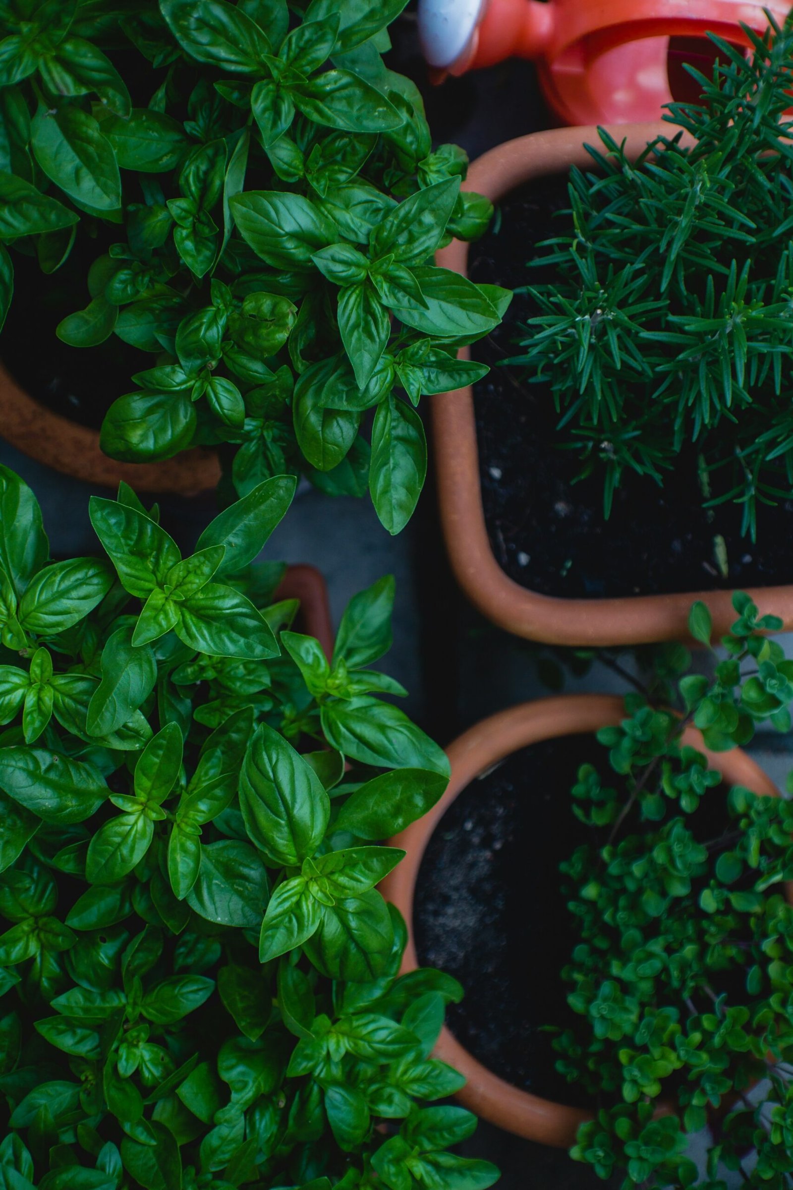 A Beginner’s Guide to Growing an Endless Supply of Mint, Basil, and Coriander