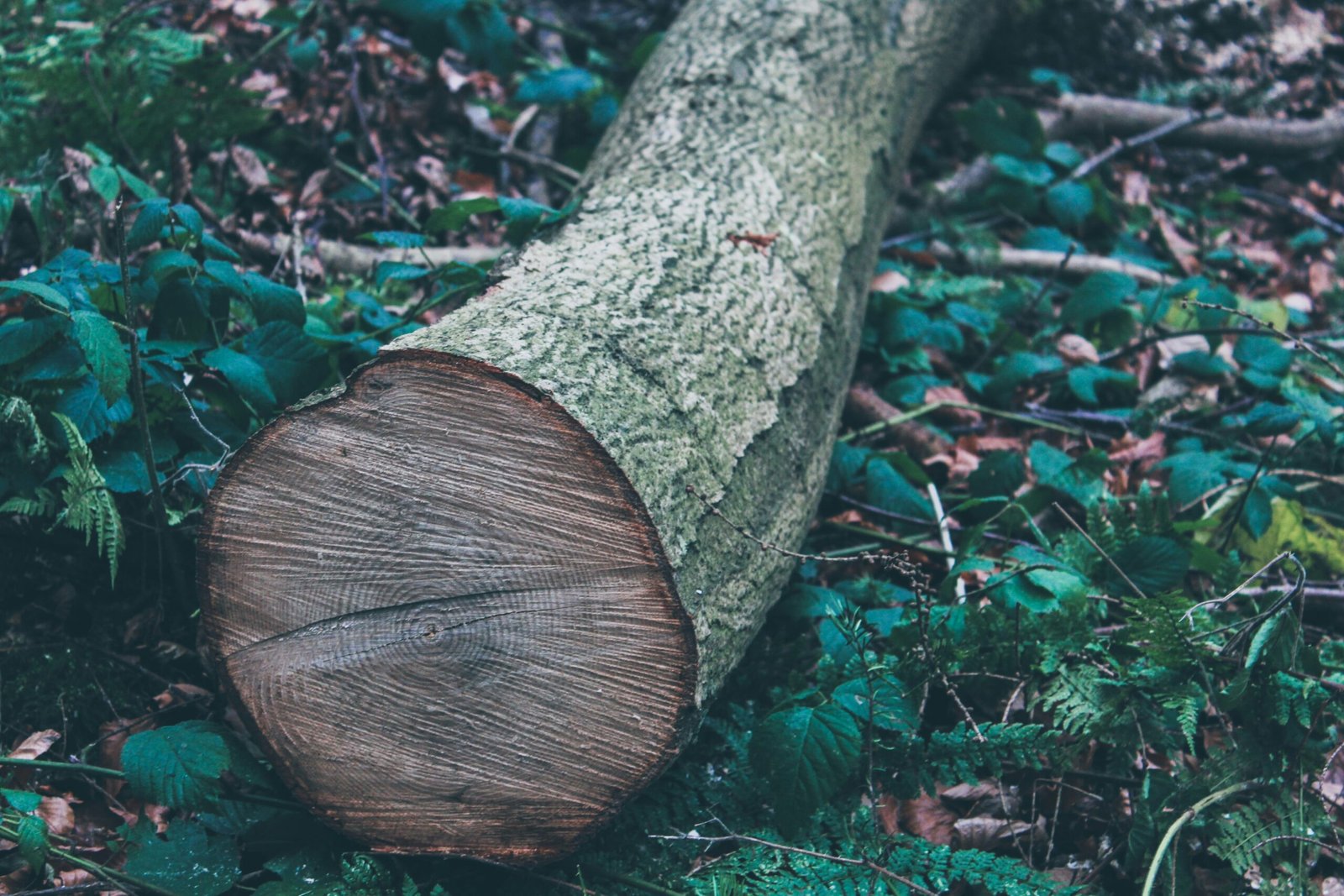 tree trunk